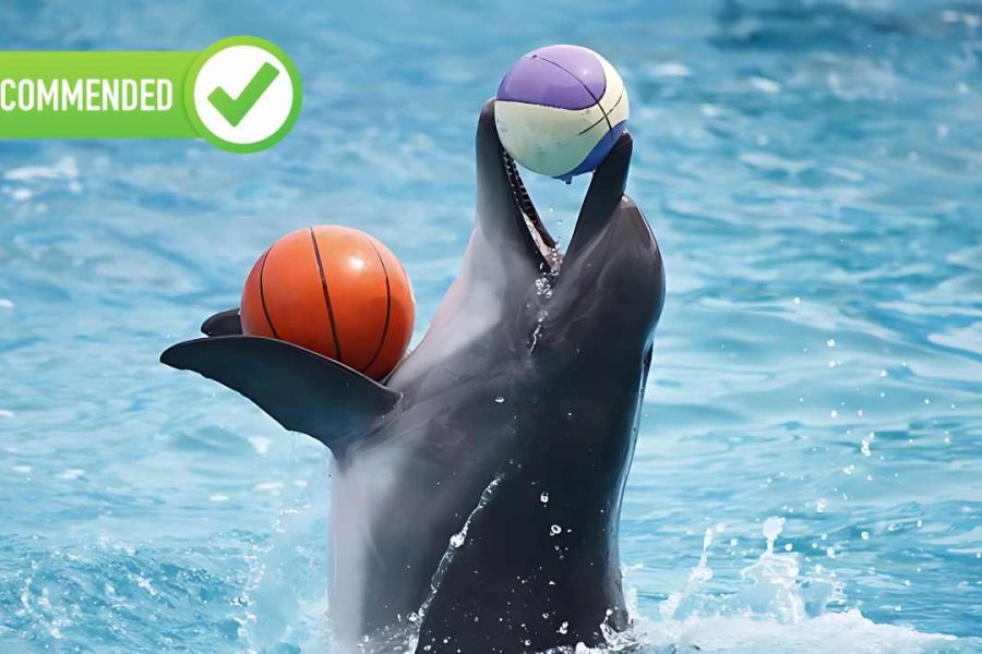 Dubai Dolphinarium  & Seal Show