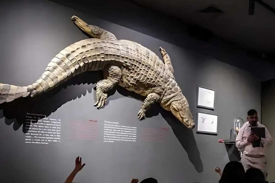 Dubai Crocodile Park