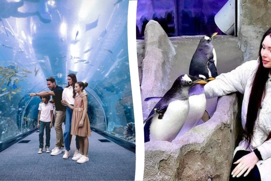 Dubai Aquarium & Underwater Zoo with Penguin cove